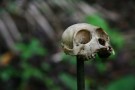 Monkey Skull, Puerto Viejo